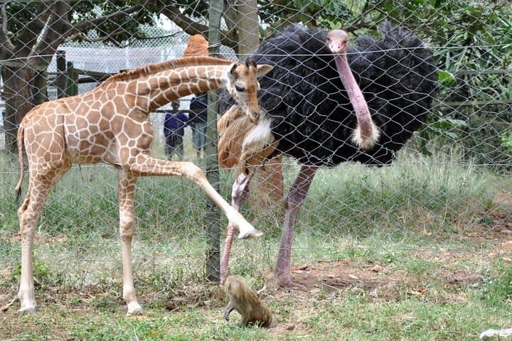 Animal Orphanage Half Day Tour in Nairobi