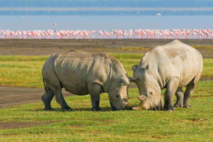 Day Tour to Lake Nakuru Park with Optional Boat Ride in Naivasha