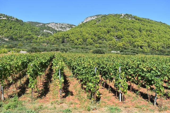 Korcula Wine & Sightseeing Tour: Views, Tastings & Stories