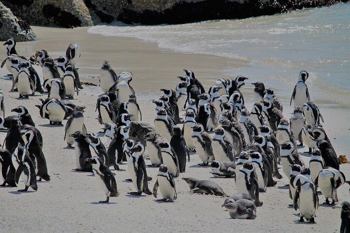 Shared Half Day Tour in Cape Peninsula with African Penguins
