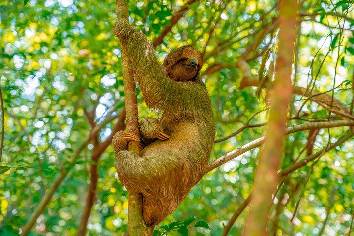 Roatan privat utflykt och Monkey Sloth Sanctuary