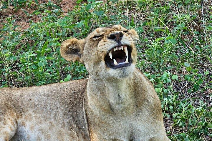 Tour de día completo al Parque Nacional Chobe y Botswana