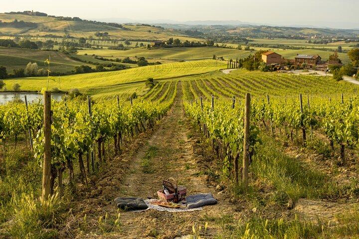 Picknick in wijngaarden met Fles Brunello di Montalcino