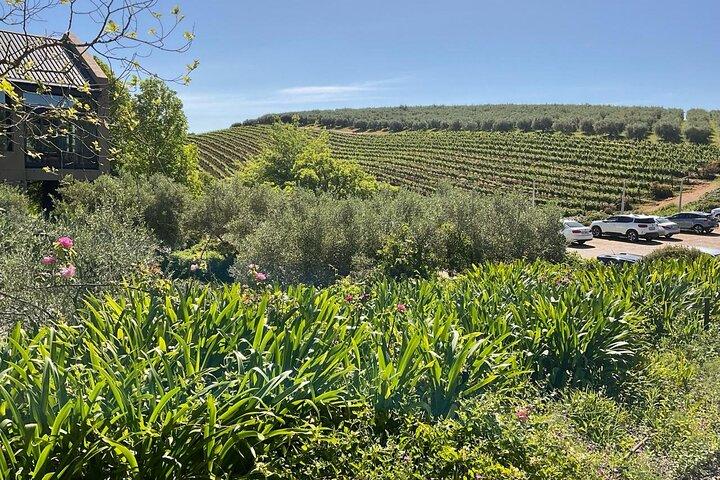 Table Mountain Heldagstur, Zipline Adventure og vinsmagning