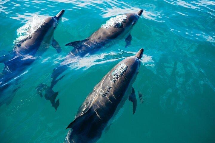 Avventura di snorkeling a Sataya Dolphin House da Marsa Alam