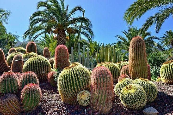 Tour de Las Palmas: Vegueta, Jardim Botânico e Cratero Bandama