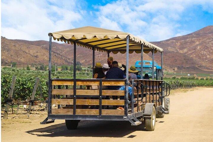 Weinroutentour durch das Guadalupe-Tal und Puerto Nuevo Langosta