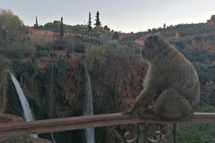 Escursioni alle cascate di Ouzoud da Marrakech con giro in barca