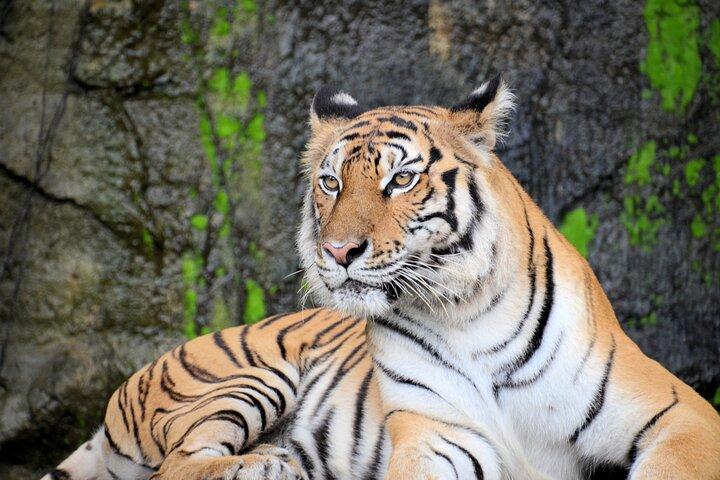 Tour privato di 2 giorni a Jaipur e Ranthambore (tutto compreso)