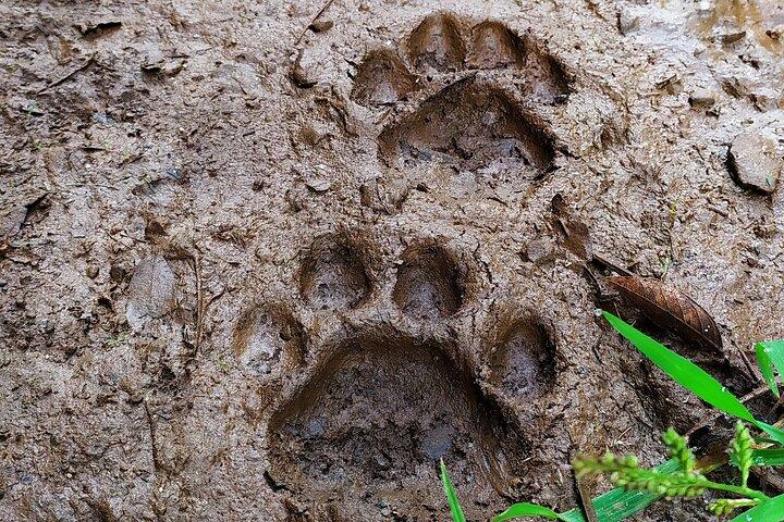 Jungle Wildlife Bike Tour till Iguazu National Park & Jaguar Road