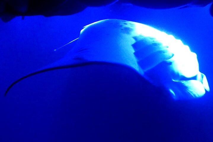 Esnórquel nocturno con mantarrayas en Kona, Big Island