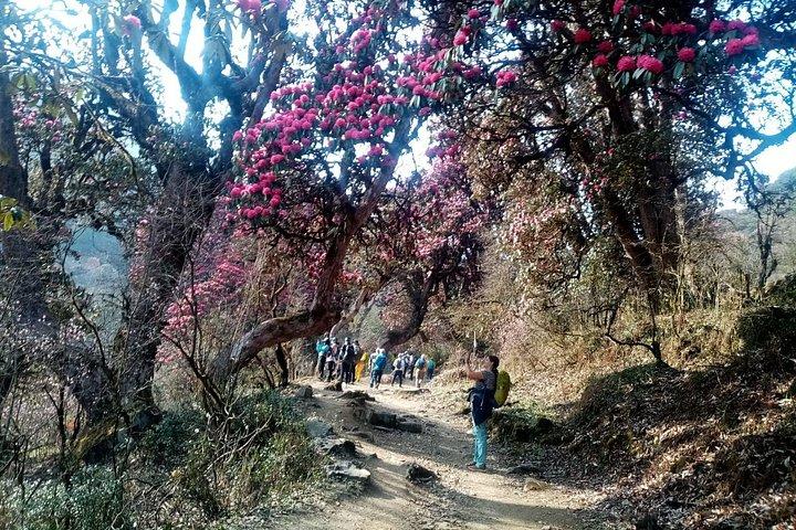 Private 4 Day Poon Hill Trek from Pokhara