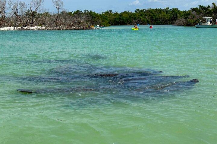 Beginner: één uur begeleide kajak- en SUP-activiteit