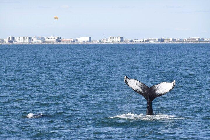 Crucero ecológico para observar ballenas, delfines y aves