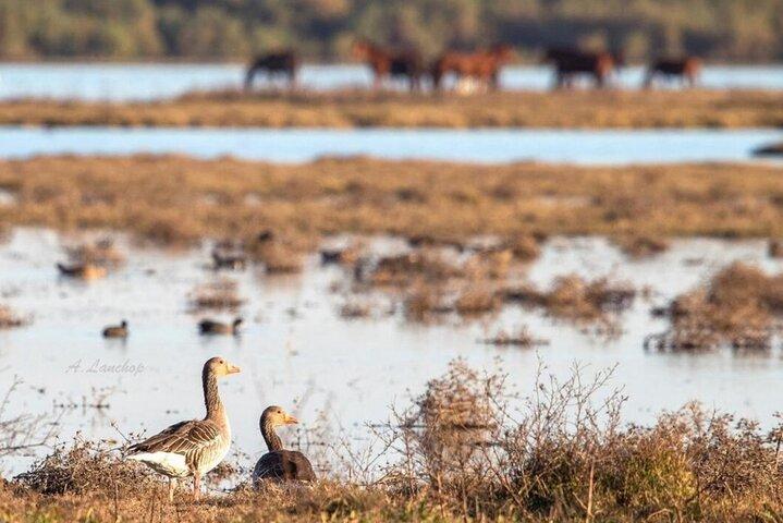 Doñana en de Iberische lynx verkennen