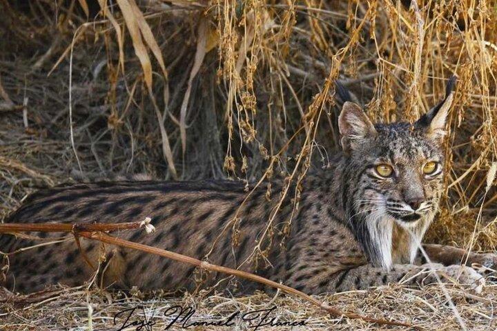 Doñana en de Iberische lynx verkennen