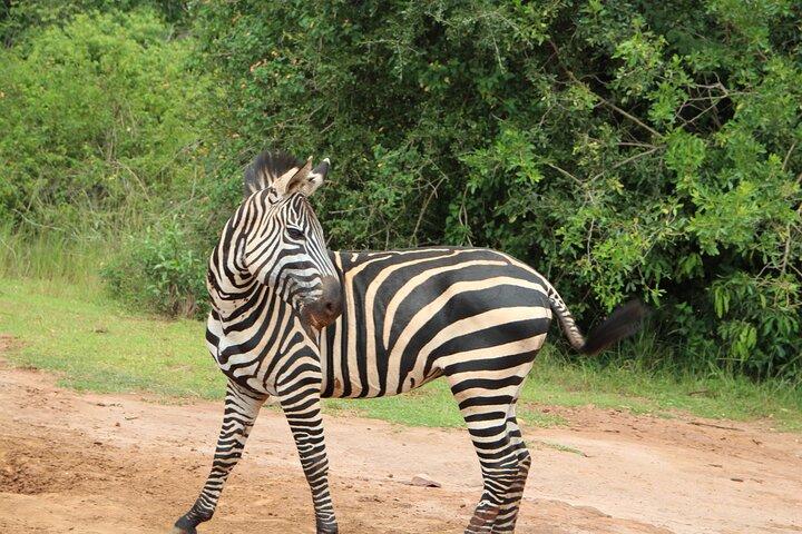 1 Day Akagera Game Drive Private Tour