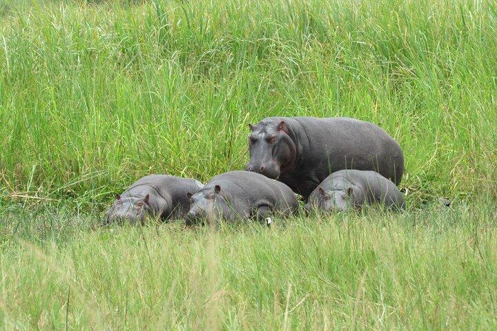 1 Day Akagera Game Drive Private Tour