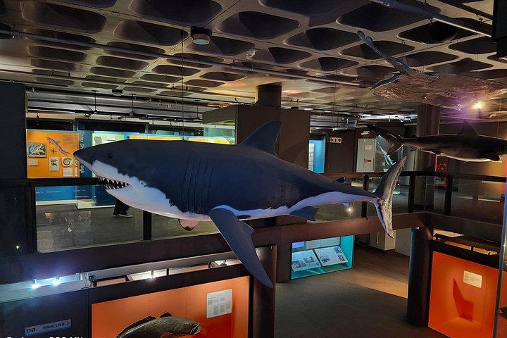 ロッベン島,テーブルマウンテン,マンデラ博物館,市内観光付き
