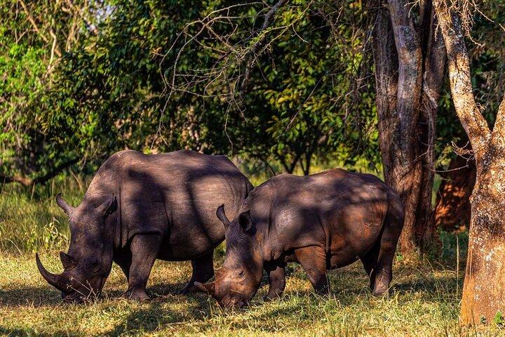 Rhino Walk