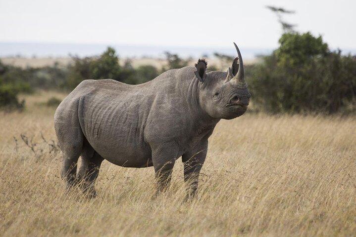 Excursion d'une nuit à Olpejeta Conservancy et au Mont Kenya Randonnée