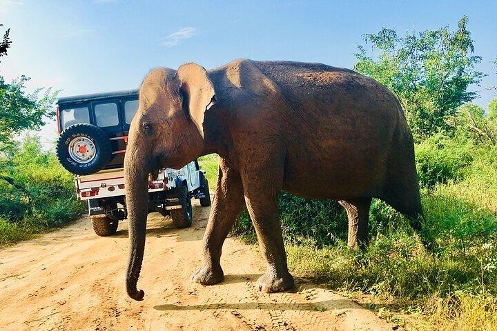 Let's Smile und Safari im Udawalawa-Nationalpark