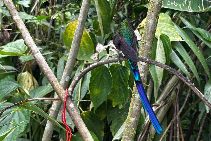 Mindo Cloud Forest Heldagstur från Quito med lunch