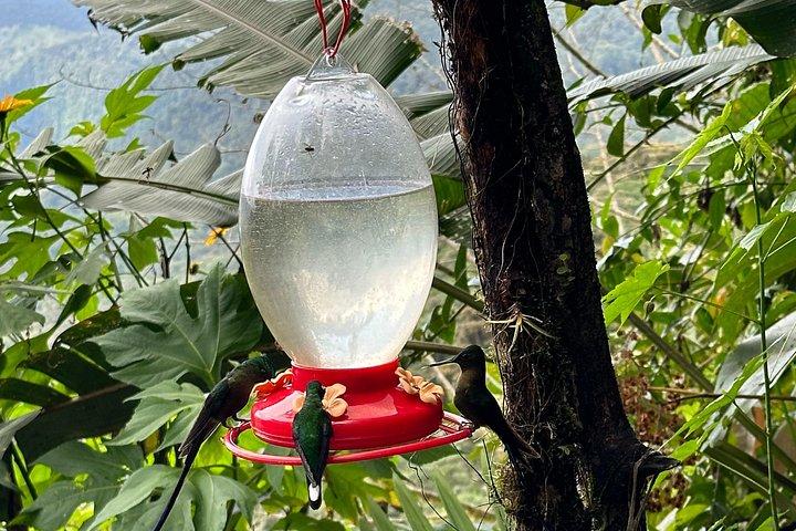 Mindo Cloud Forest dagtour vanuit Quito met lunch