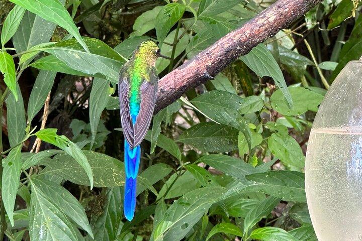 Mindo Cloud Forest Heldagstur från Quito med lunch