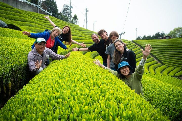 7hr Private Wazuka Verdadera Experiencia Oculta en Kyoto Matcha Farm