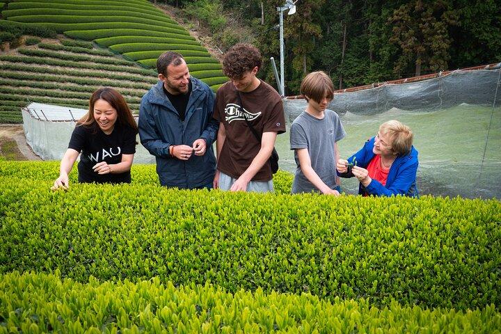 7hr Private Wazuka Verdadera Experiencia Oculta en Kyoto Matcha Farm