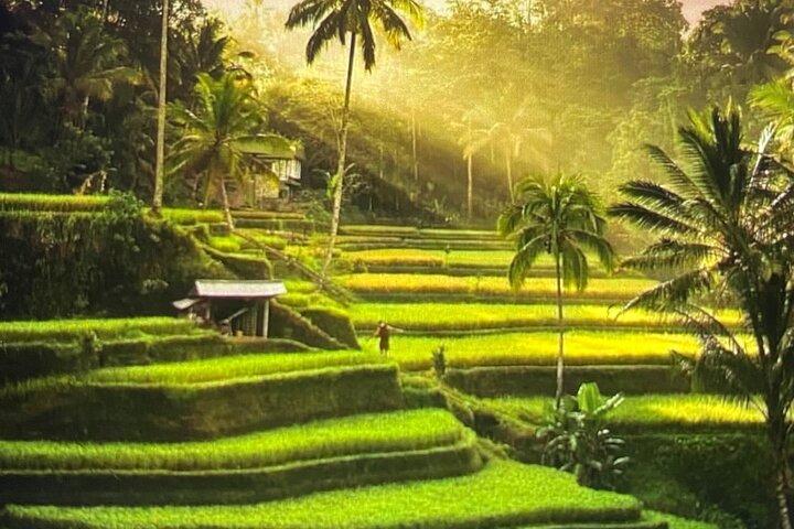 Ubud destaca la terraza de arroz, la cascada, el templo y el pueblo artístico