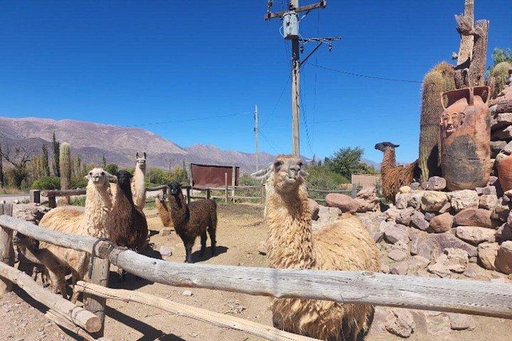 サルタからウマワカとサリナス グランデスへの 2 日間ツアー