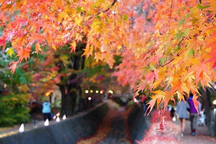 富士山ツアー : 5合目 新倉山浅間公園＆抹茶東京