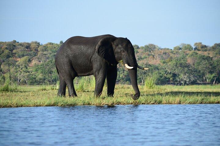 Sunrise Full Day Chobe Parque Nacional Game Drive y Safari en barco