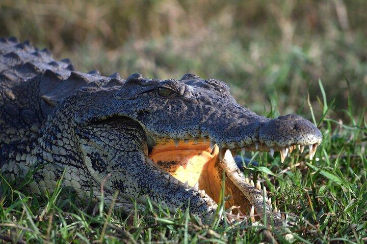 Sunrise Full Day Chobe Parque Nacional Game Drive y Safari en barco