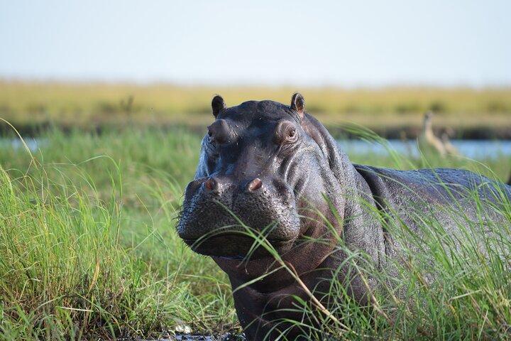 Sunrise Full Day Chobe Parque Nacional Game Drive y Safari en barco