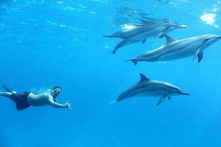 Cruzeiro de snorkeling da Dolphin House com almoço em Hurghada