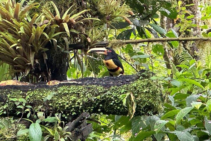 Excursión de día completo al Bosque Nuboso Mindo desde Quito con almuerzo