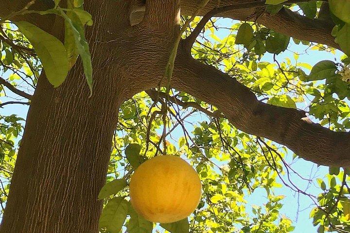 本格アマルフィレモンツアー＆歴史庭園でのテイスティング
