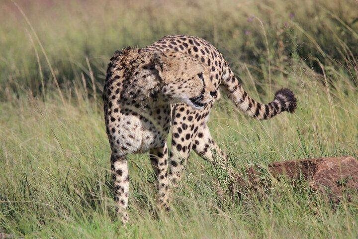 Visite privée de 6 jours au safari sauvage du circuit du mont Kenya