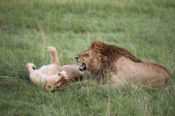 6 dages privat tur i Mt Kenya Circuit Wild Safari