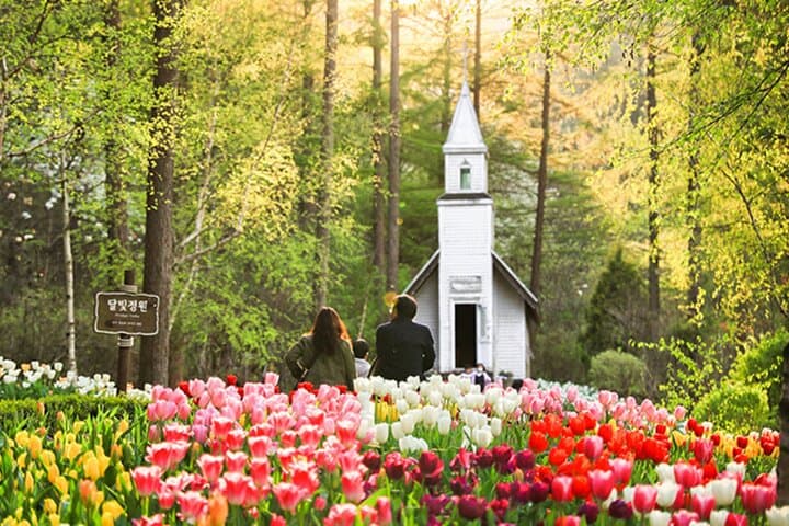 Nami Island, Petite France and Garden of Morning tour from Seoul
