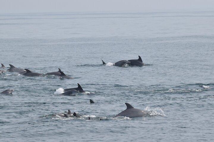 Dolphin and Bird Watching Ecotour Cruise
