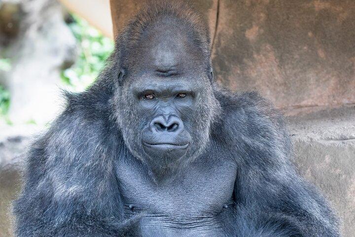 Billet til Audubon Zoo