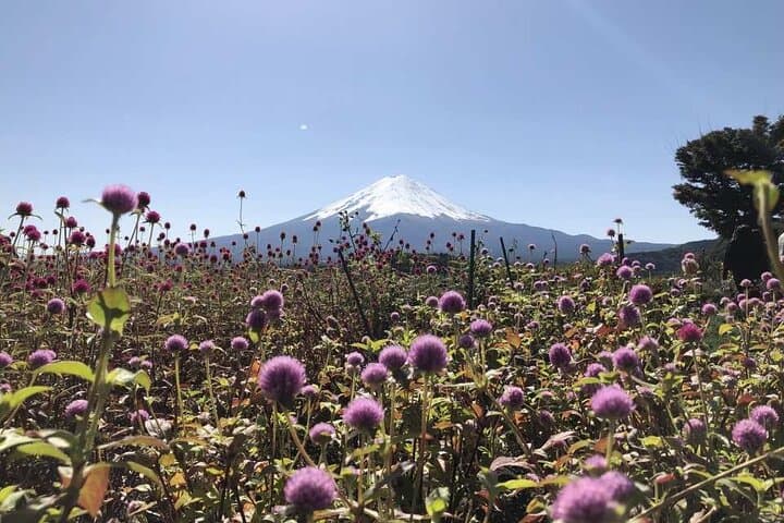 Mount Fuji, Oshino Hakkai and Park Sightseeing Day Tour