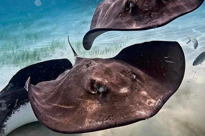 Private Charter 28ft Grady White. Stingrays, Snorkeling, Starfish