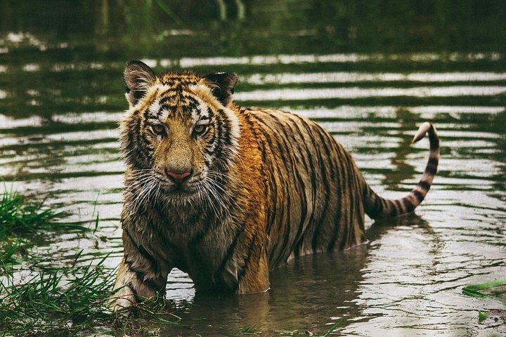 ニューデリーからのプライベートコーベット国立公園＆ナイニタールツアー