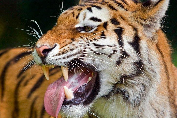 ニューデリーからのプライベートコーベット国立公園&ナイニタールツアー