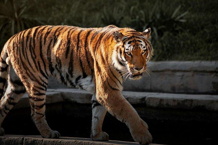 ニューデリーからのプライベートコーベット国立公園＆ナイニタールツアー
